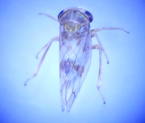 Réf. 320 010 : Tremulicerus sp.